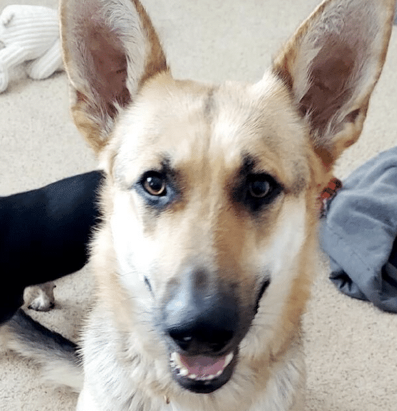 This is Bella, a brown, black and white 2 yr old german shepherd availaible for adoption at HUmane Society of South Platte Valley in Littleton, CO.